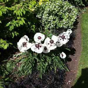 planting image